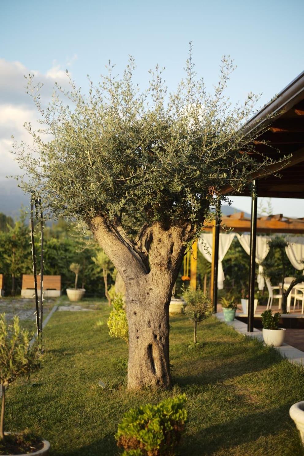 Hotel Natyra E Ishullit, Lezhe ,Ishull Shengjin, Lezhe, Alessio, Shengjin Zewnętrze zdjęcie